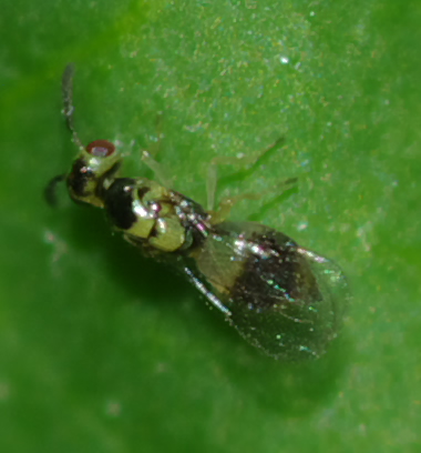 Piccolo Chalcidoidaea